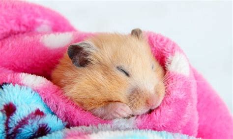 hamster sleeps all day